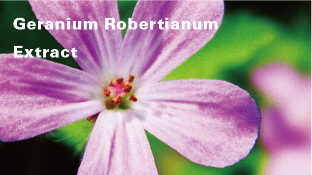 Geranium Robertianum Extract