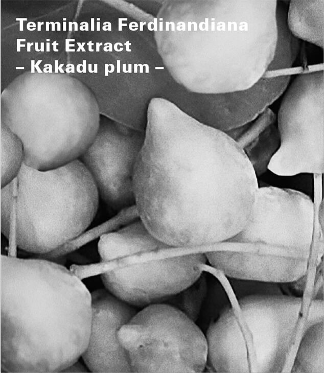 Terminalia Ferdinandiana Fruit Extract– Kakadu plum –